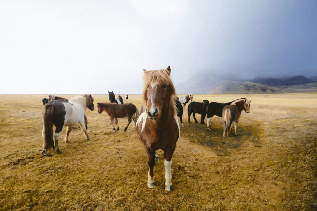 Horses in Iceland 