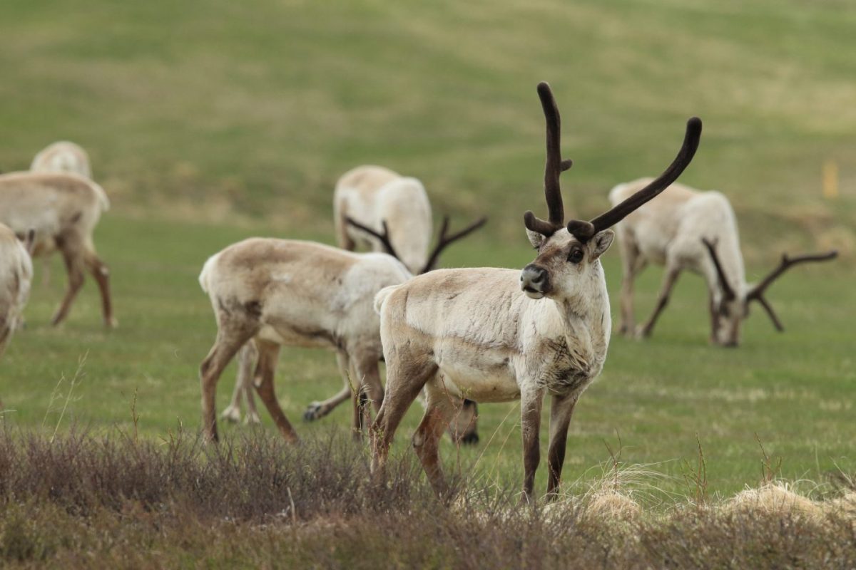 a herd of reindeer in east iceland