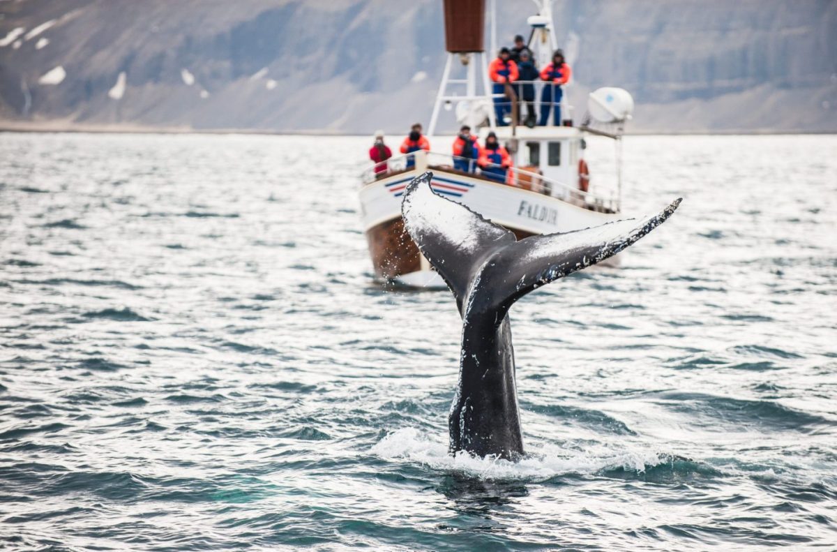 Whale Watching ( North of Iceland )