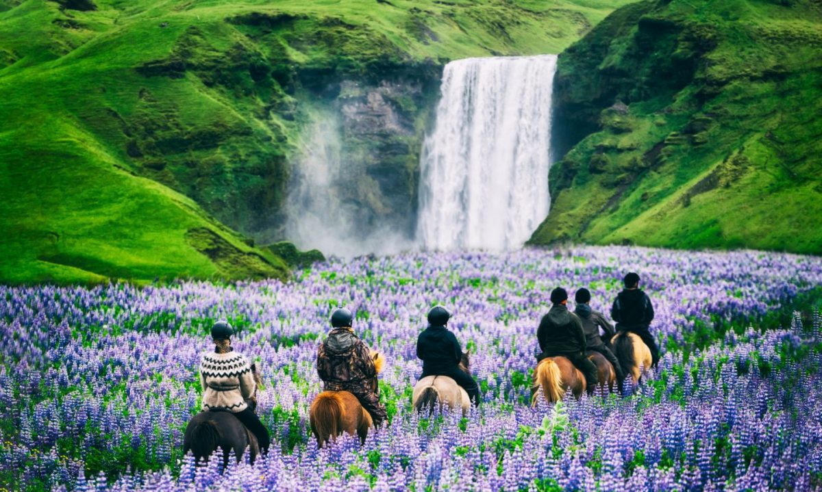 people riding icelandic horses in lupine field next to skogafoss