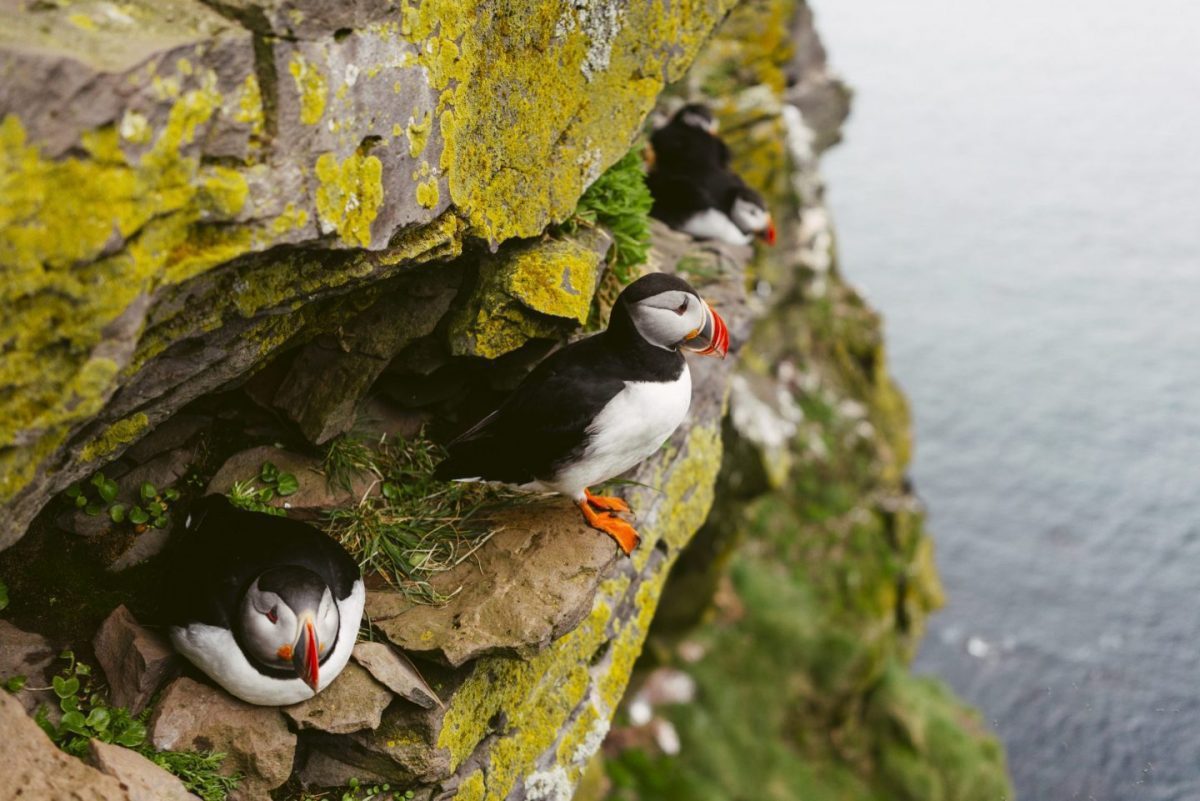 puffins nesting on a cliff during summer in iceland