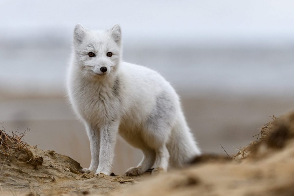 white arctic fox in iceland