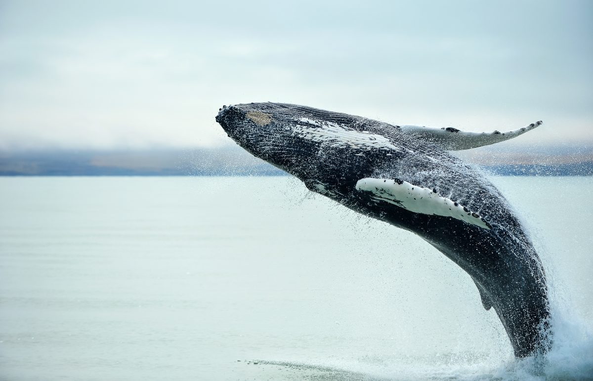 humpback whale jumping out of sea in iceland