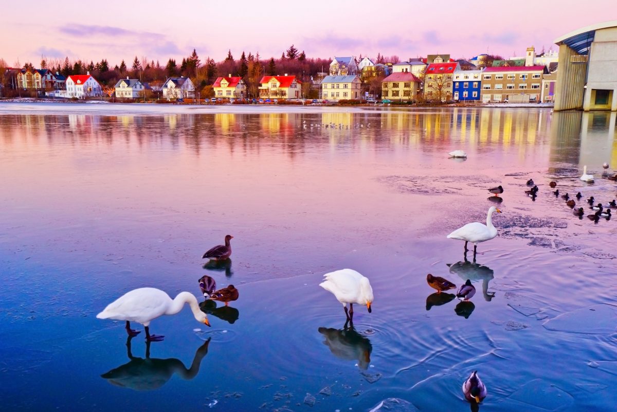 swans and ducks chilling in tjornin reykjavik