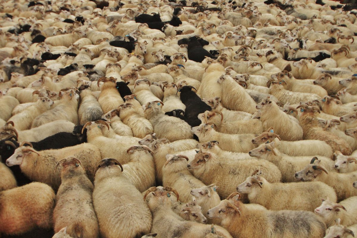 Réttir sheep gathering festival