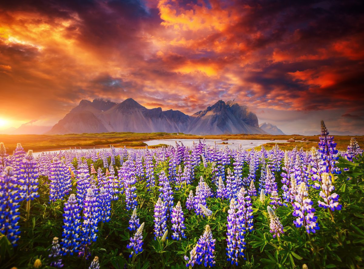 Sunrise at Stokksnes Peninsula and Vestahorn mountain in the distance. 