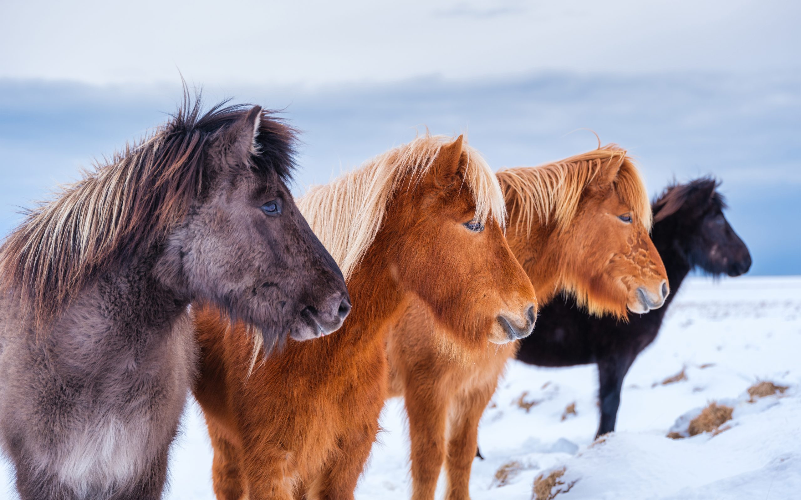 Icelandic horse winter