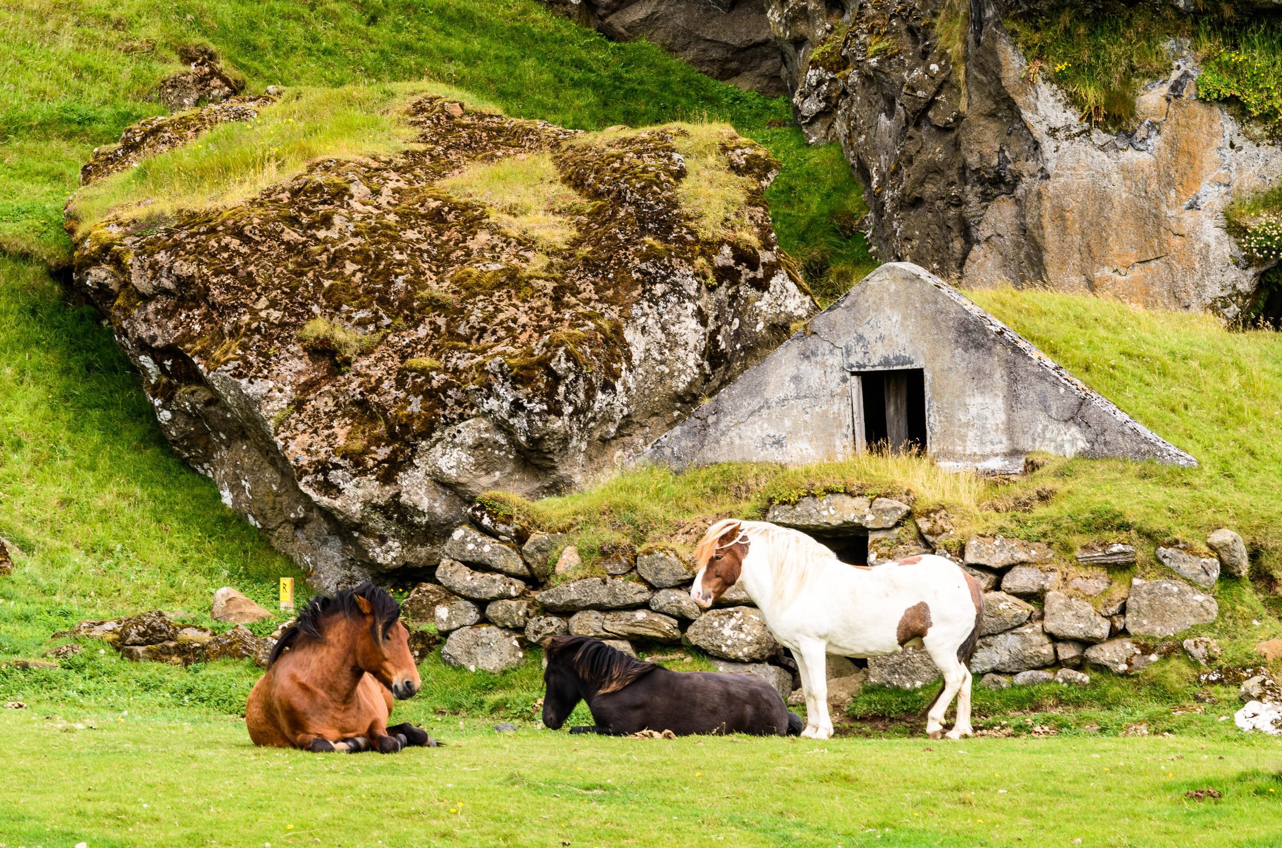 Viking horses