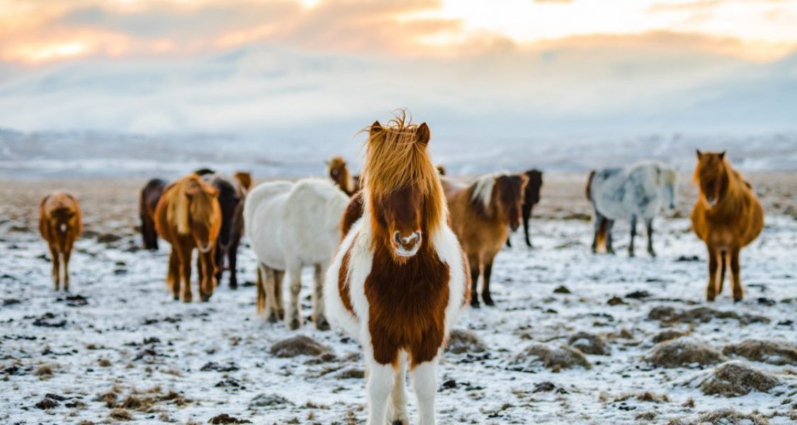 Isländische Pferde mit langer Mähne