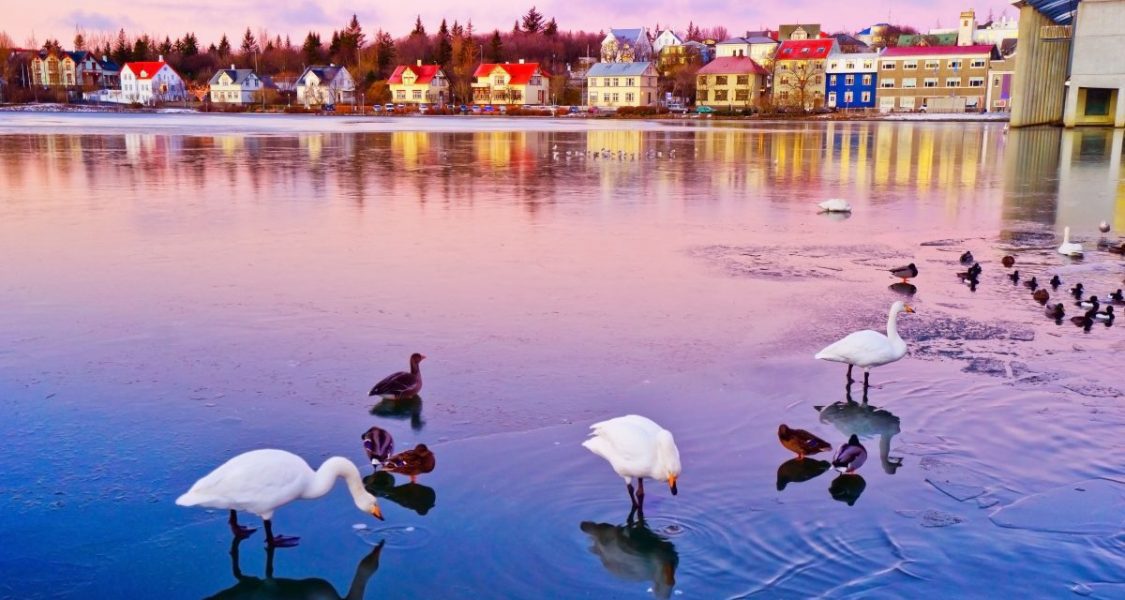 swans and ducks chilling in tjornin reykjavik