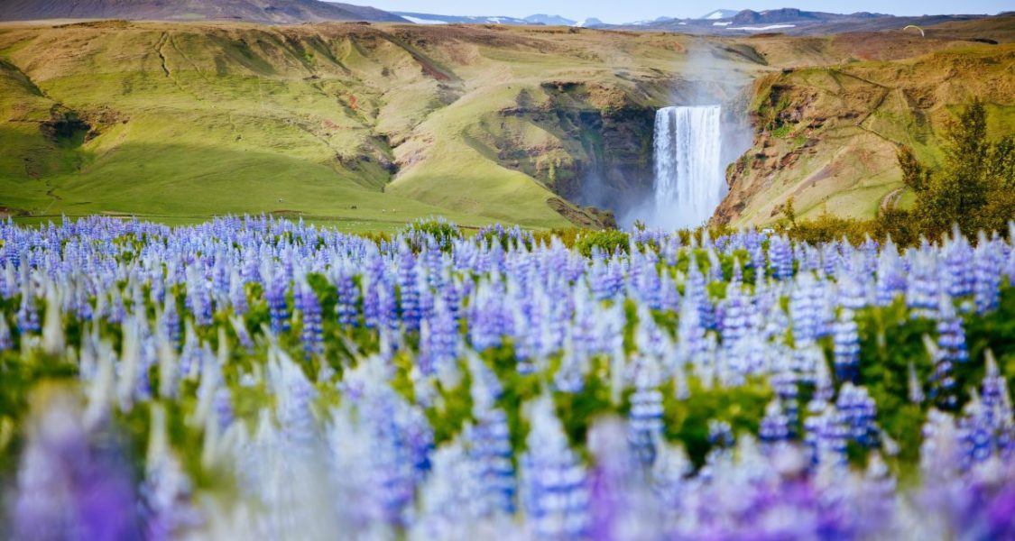Champs de lupin devant la cascade Skogafoss en Islande