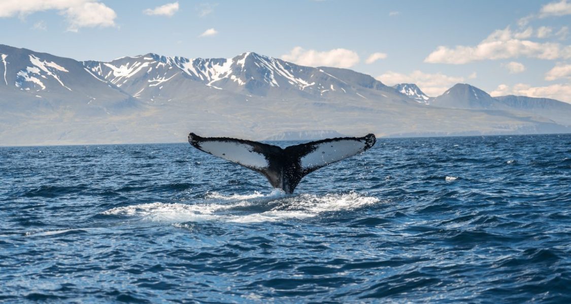 A whale during a whale watching tour in Iceland
