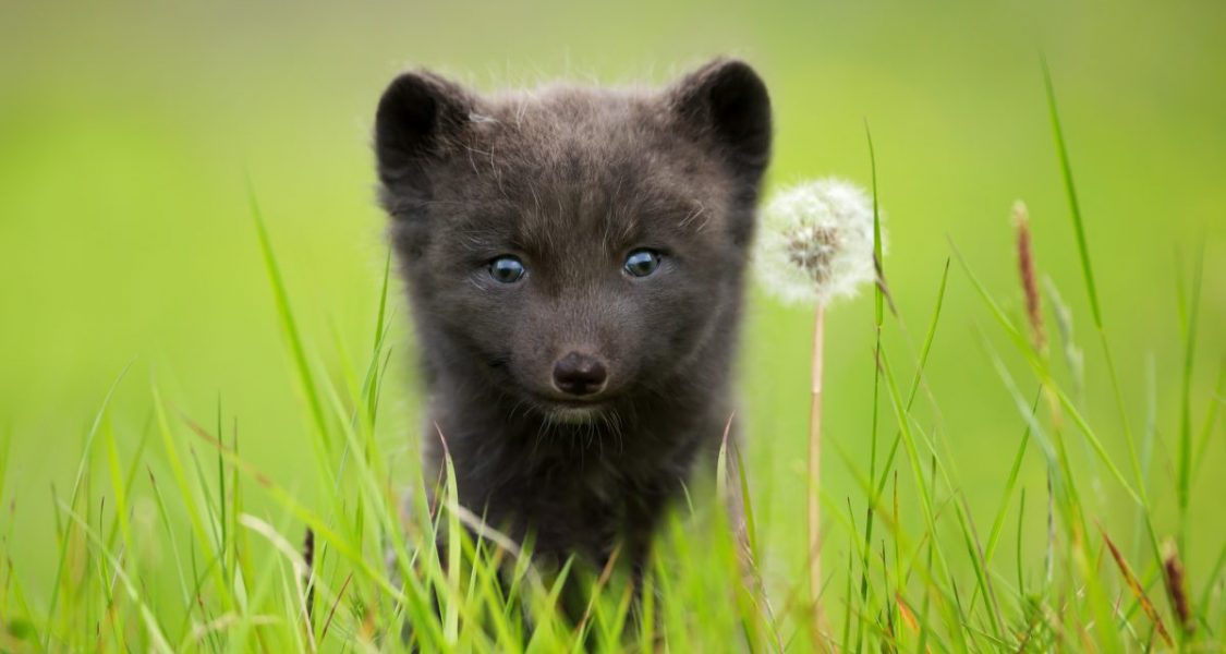 An arctic fox in Iceland