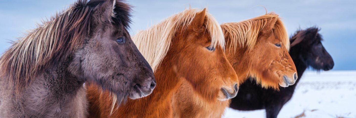 Icelandic horse winter