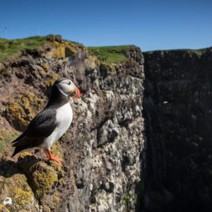 A puffin in the cliffs of Latrabjarg