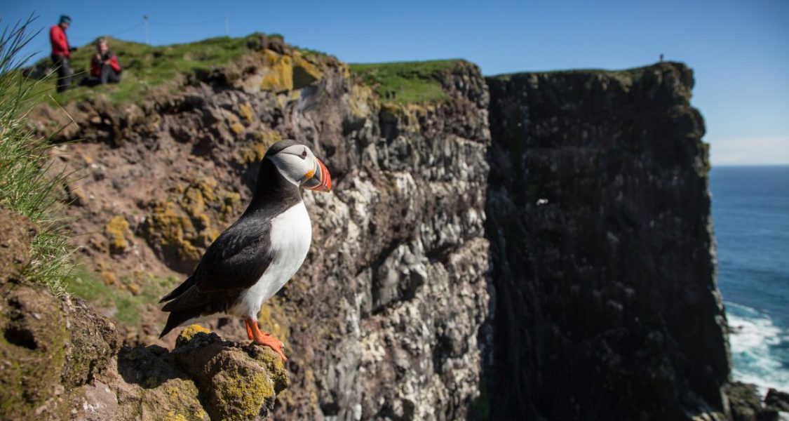 A puffin in the cliffs of Latrabjarg