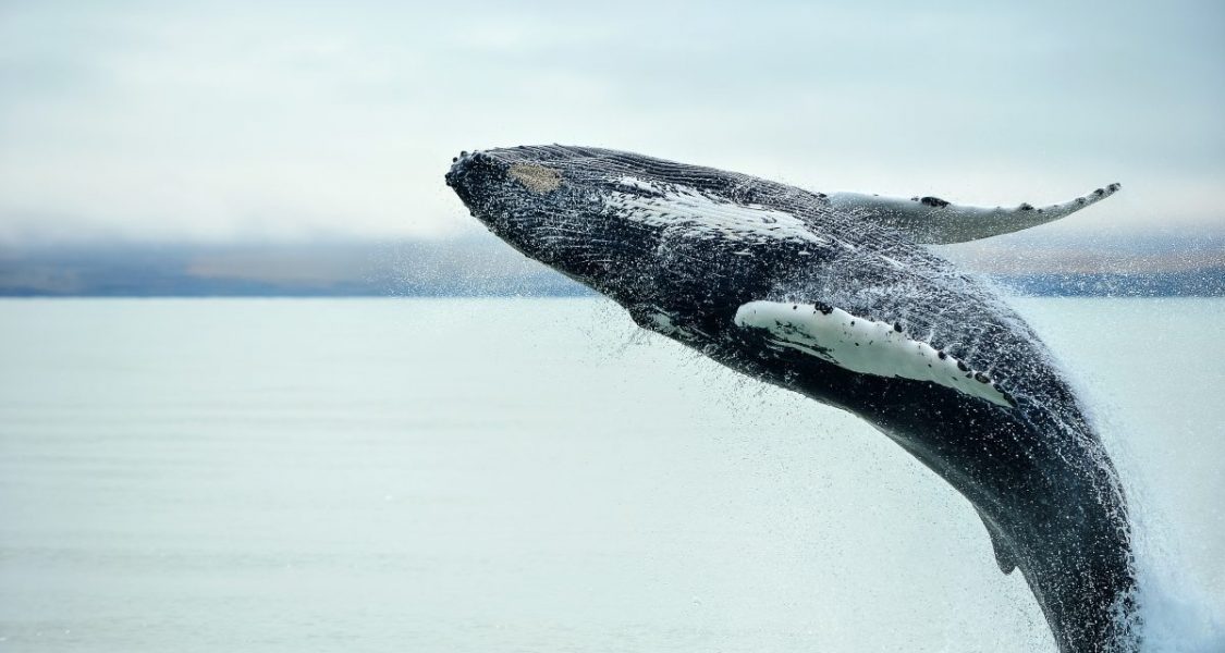 humpback whale jumping out of sea in iceland